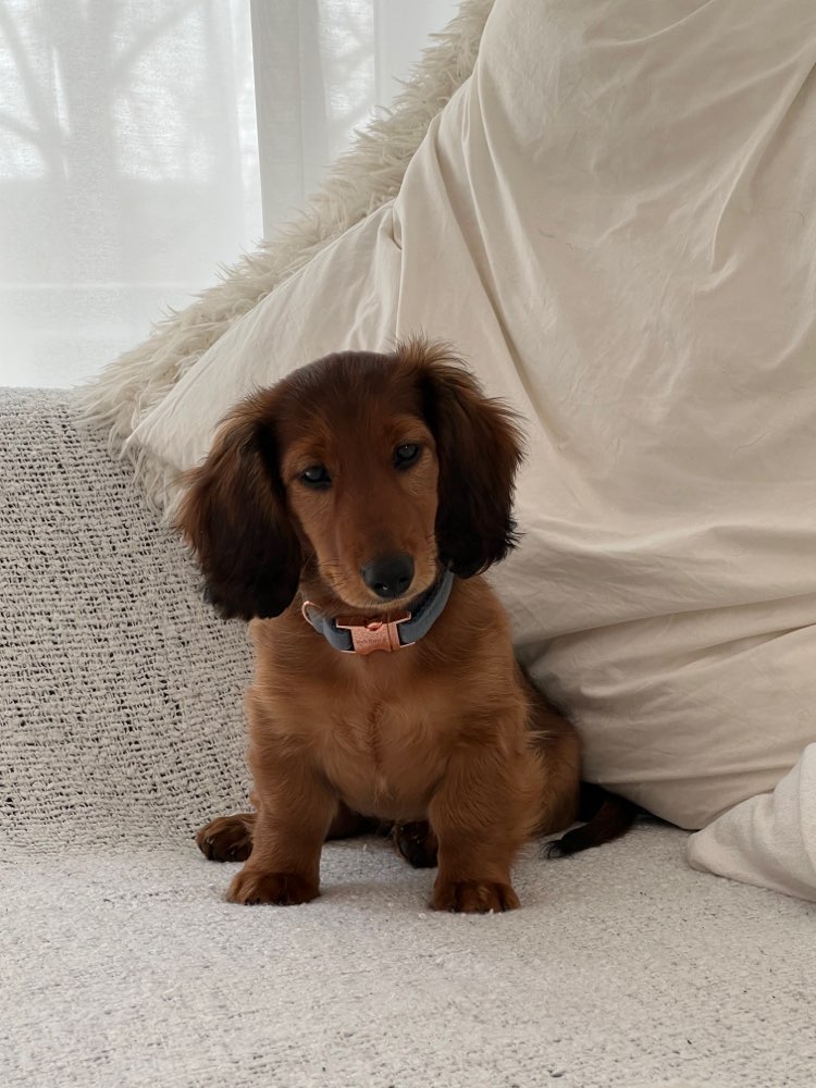 Hundetreffen-Spaziergang Montabaur-Profilbild