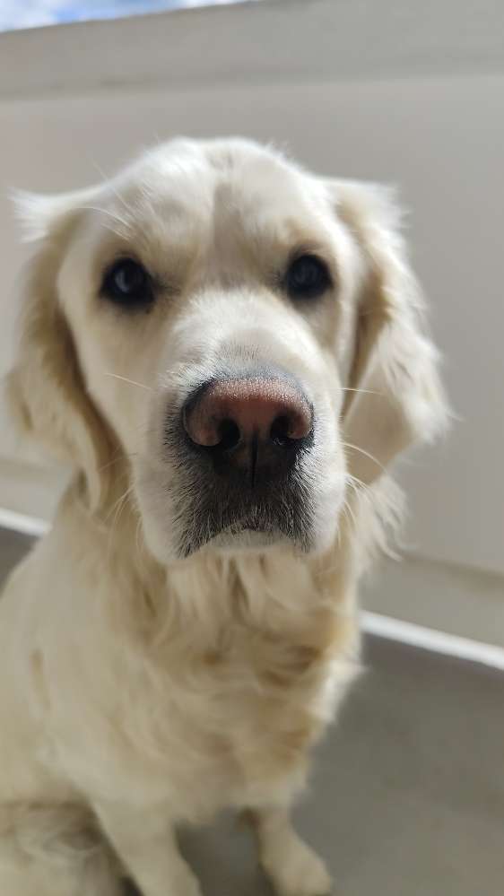 Hundetreffen-Hundefreunde-Profilbild