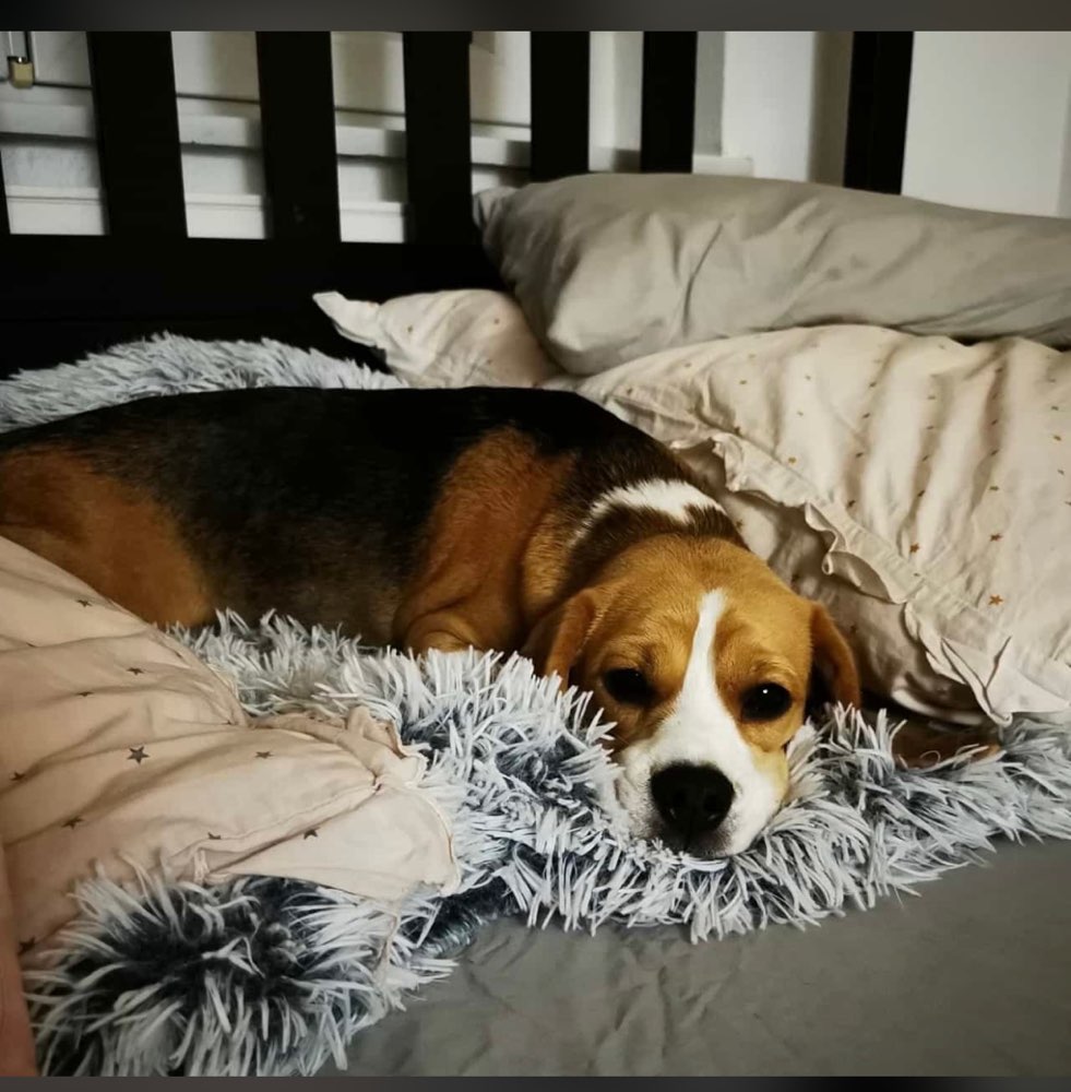 Giftköder-Infizierter Hundekot-Profilbild