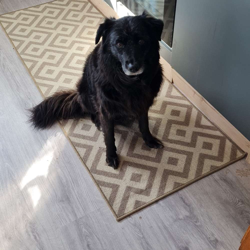 Hundetreffen-Freuen uns über neue Treffen-Profilbild