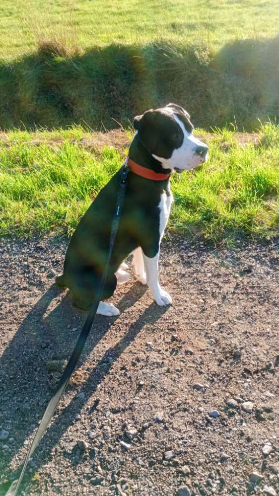 Hundetreffen-Trainingspartner für Fritz-Profilbild