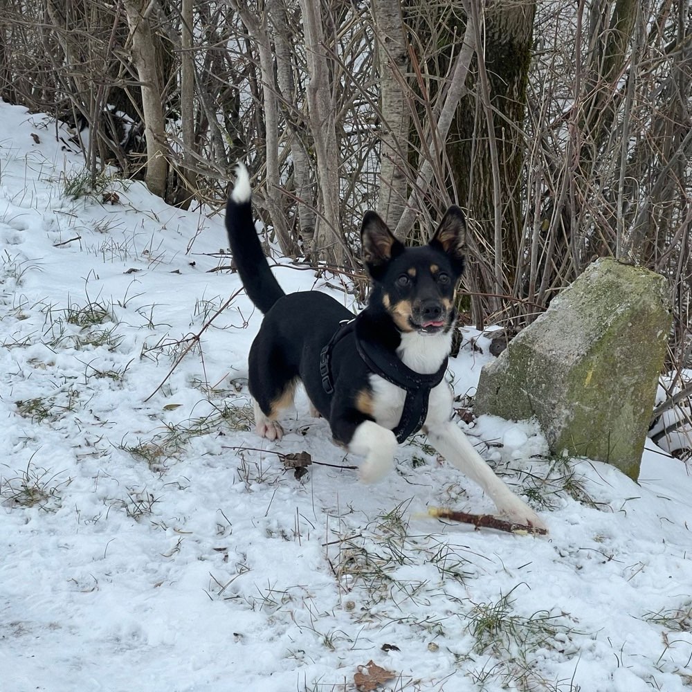 Hundetreffen-Spaziergang-Profilbild