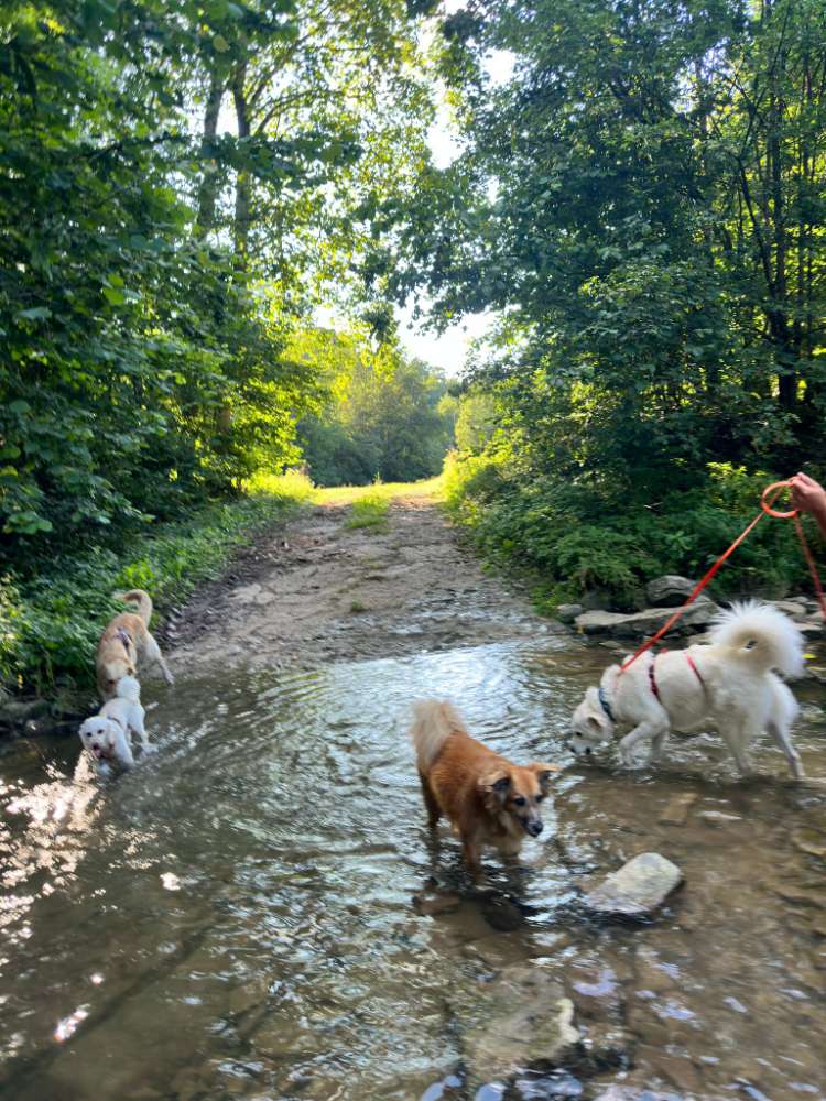 Hundetreffen-Gassi im Rudel-Profilbild