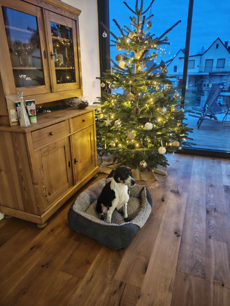 Hundetreffen-Kennenlernen in Römerberg und Umgebung-Profilbild