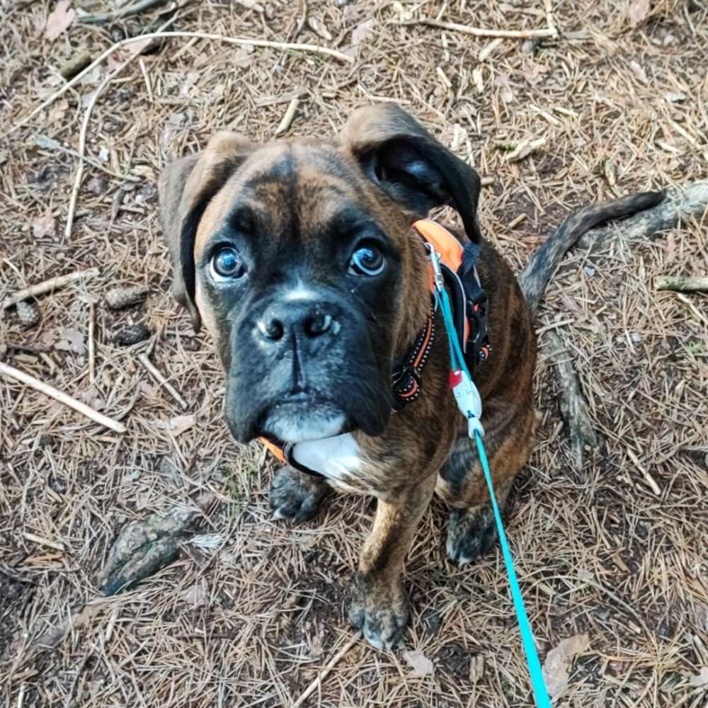 Hundetreffen-Gassi Runde am Kanal-Profilbild