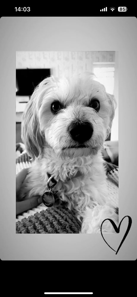 Hundetreffen-Spielfreund / Gassifreund für Lenny gesucht-Profilbild