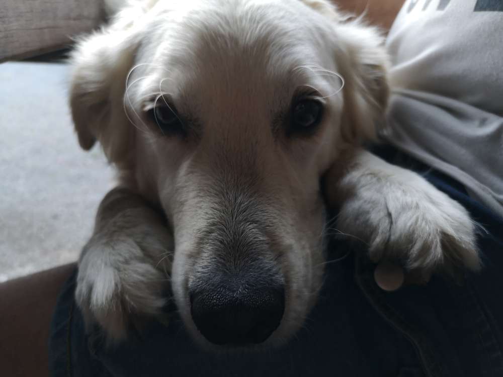 Hundetreffen-Spaziergang, Hunderunde, social Walk-Profilbild