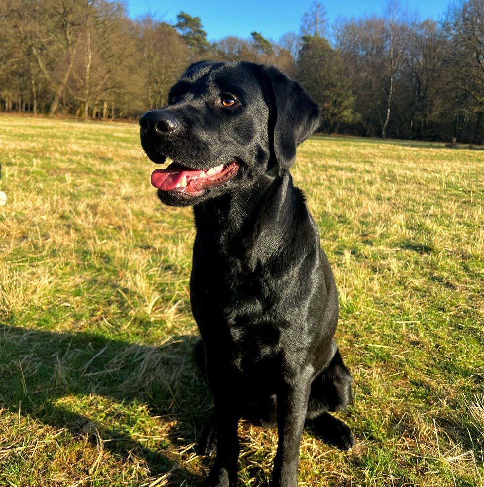Hundetreffen-Nero sucht Spiel und Spazier Partner/in-Profilbild