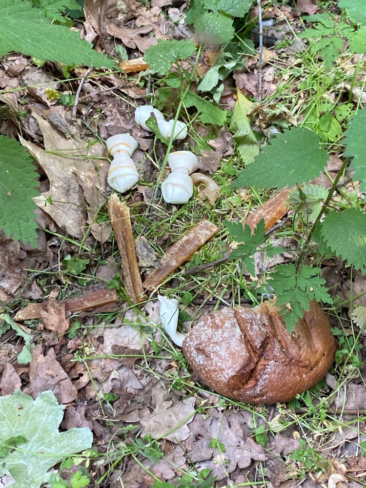 Giftköder-Evtl. Giftköder-Profilbild