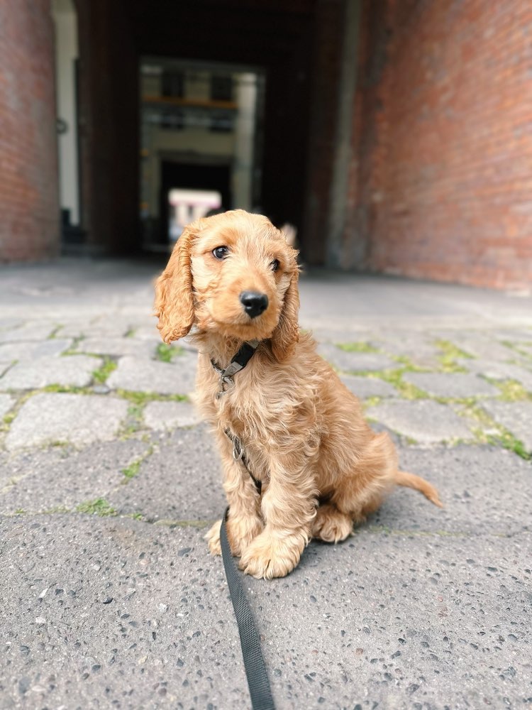 Hundetreffen-Playdate with puppy cockapoo-Profilbild