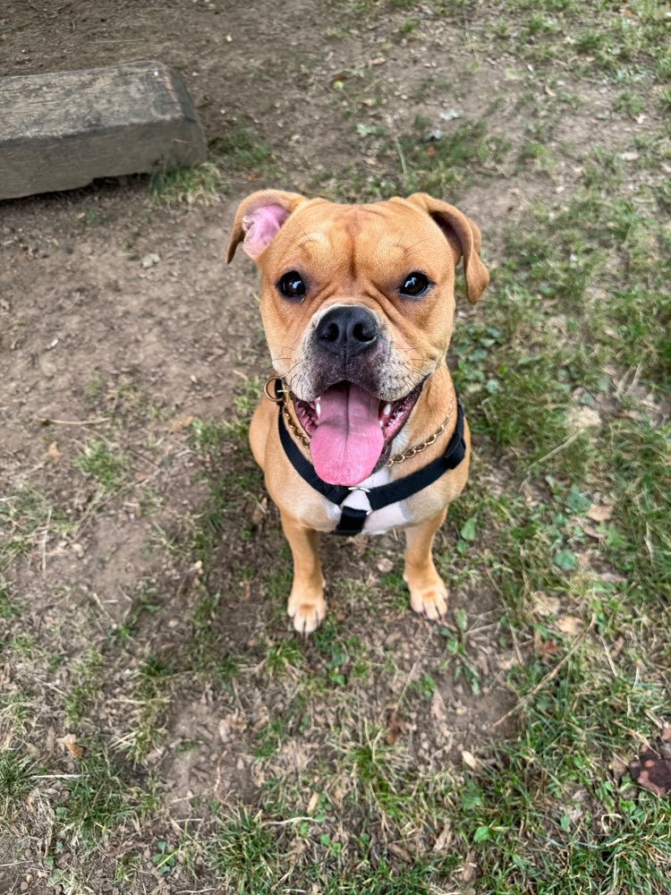 Hundetreffen-Sunny sucht einen Spielcompadreee-Profilbild
