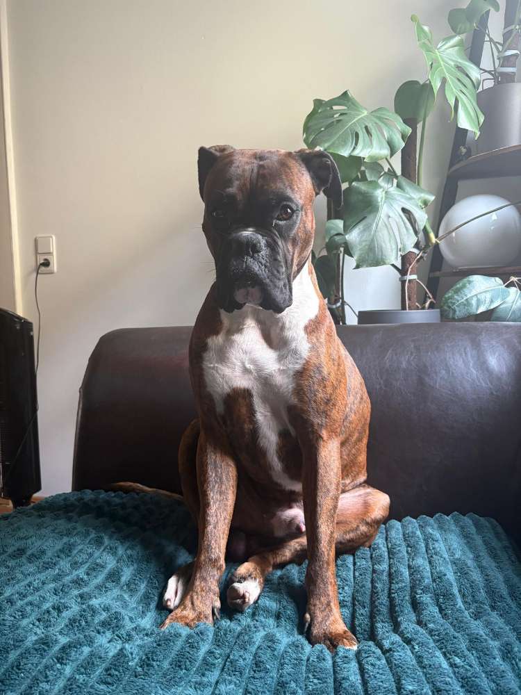 Hundetreffen-Gassi gehen und sozialisieren-Profilbild