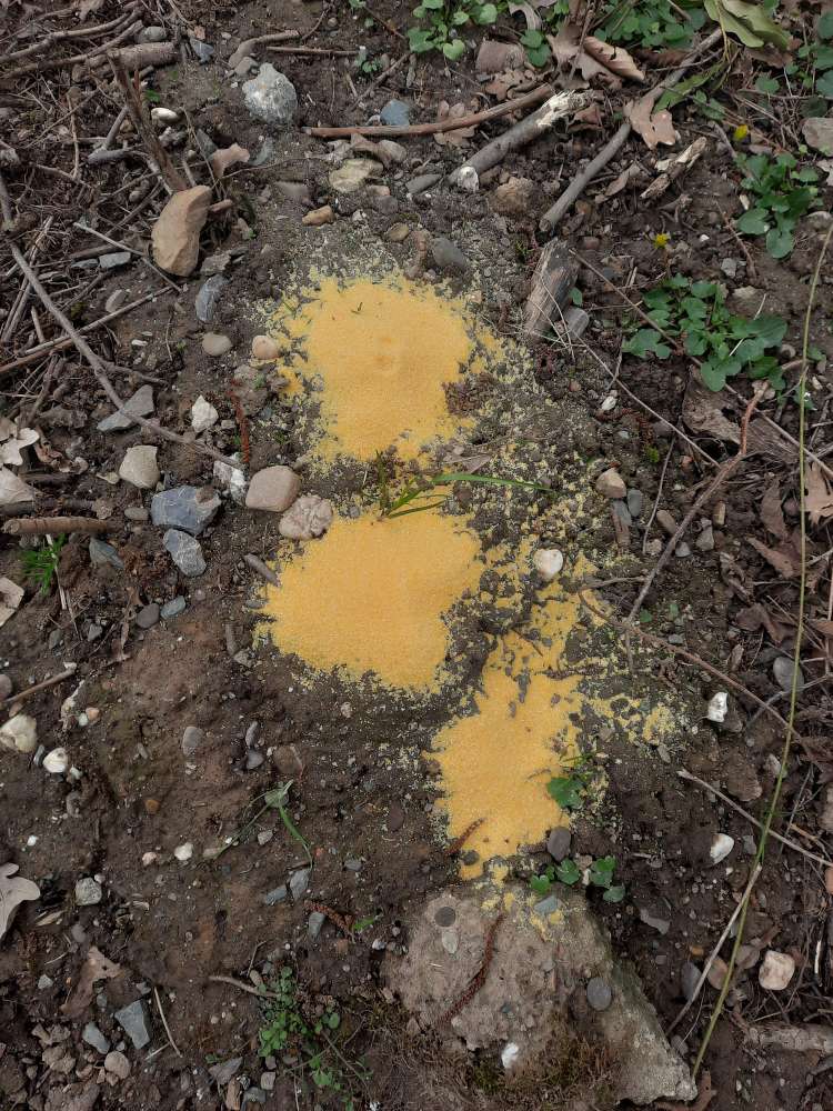 Giftköder-Gelbes Pulver,  evtl. Rattengift...-Profilbild