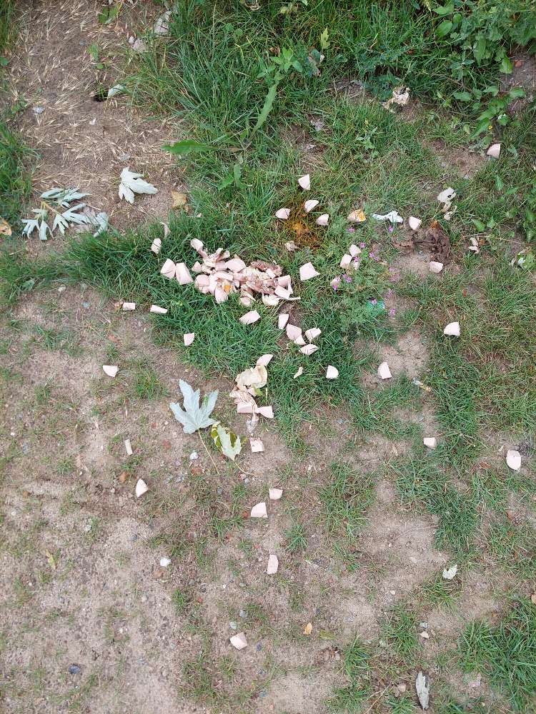 Giftköder-Giftköder-Profilbild