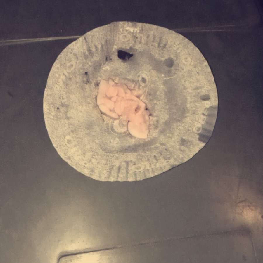 Giftköder-Giftköder-Profilbild