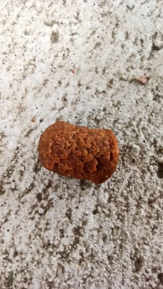 Giftköder-Ausgelegte Leckerlies am Weg/am Baum-Profilbild