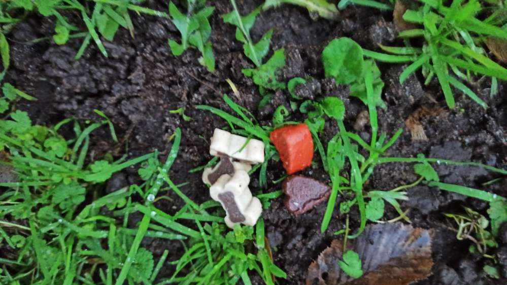 Giftköder-Ausgelegte Leckerlies...giftig?-Profilbild