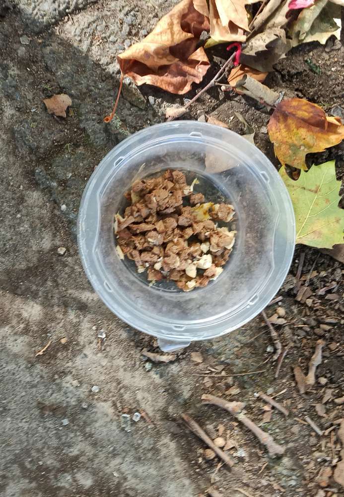 Giftköder-Futternapf im Laub-Profilbild