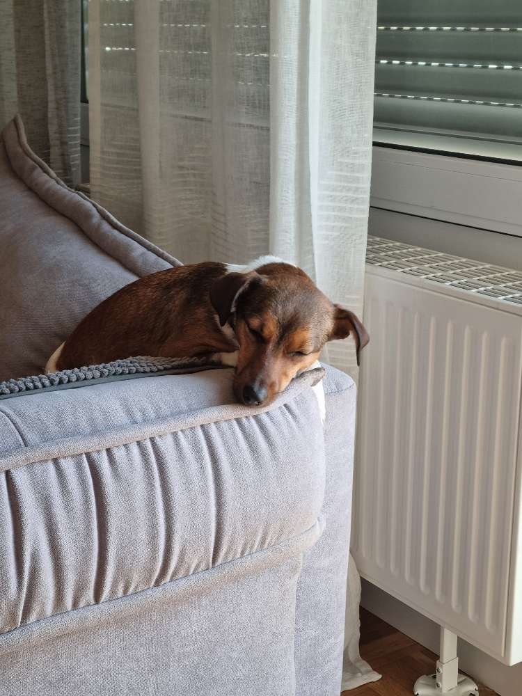 Giftköder-Giftköder-Profilbild