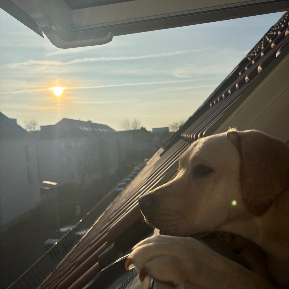 Hundetreffen-Spiel- und Trainingspartner gesucht 😊-Profilbild