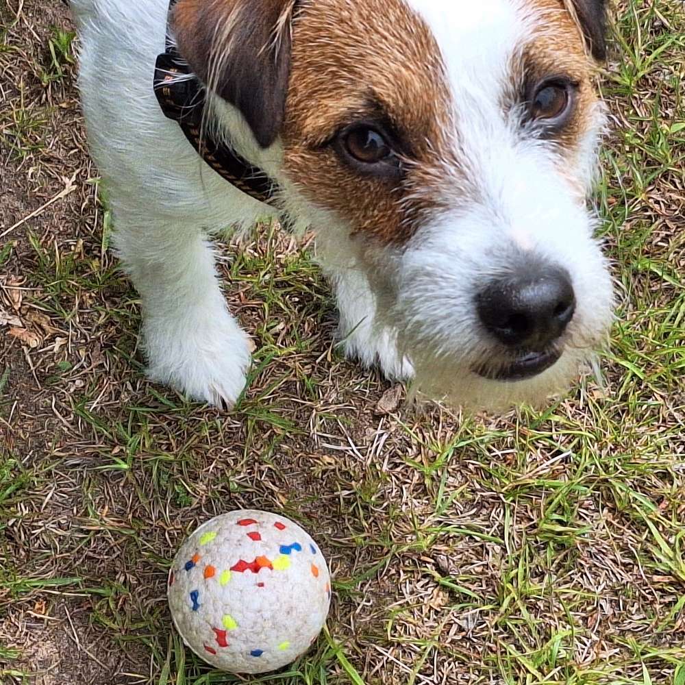 Hundetreffen-Spielen und toben in umzäunten Garten.-Profilbild