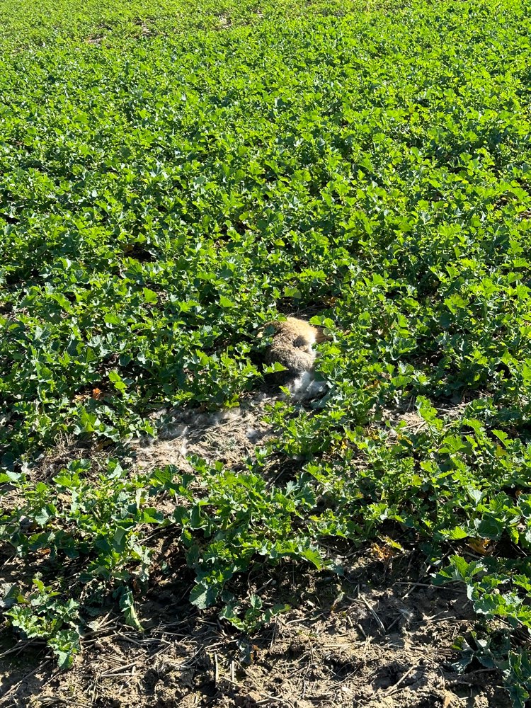 Giftköder-Toter Hase im Feld-Profilbild