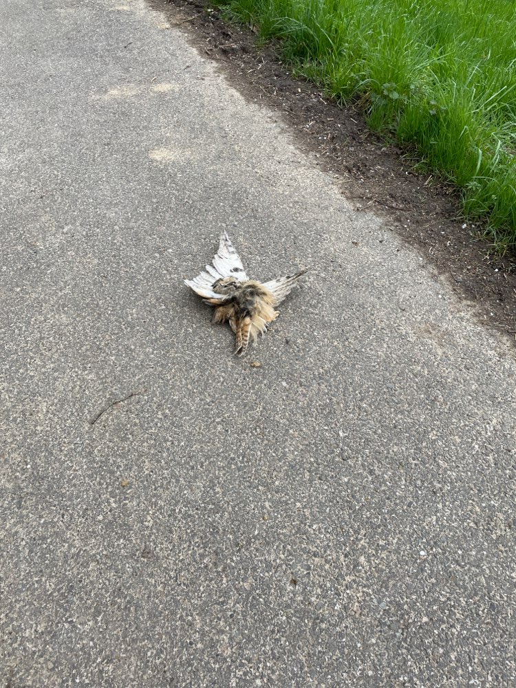 Giftköder-Tierkadaver Vogel-Profilbild