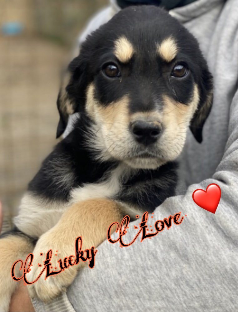 Hundetreffen-Neue Hundefreunde kennenlernen-Profilbild