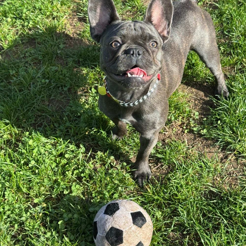 Hundetreffen-Frenchietreffen und für jeden weiteren Bully-Profilbild