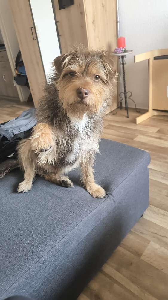 Hundetreffen-Hundesitter ehrenamtlich-Profilbild