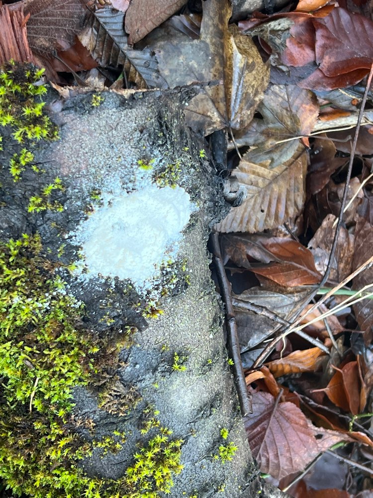 Giftköder-Verdächtiges weißes Pulver am Wegrand-Profilbild