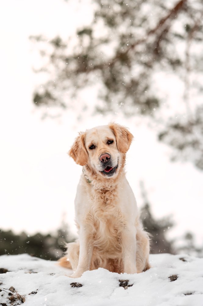 Hundetreffen-Suchen Gassi und Spielpartner mit dem man auch Trainieren kann-Profilbild