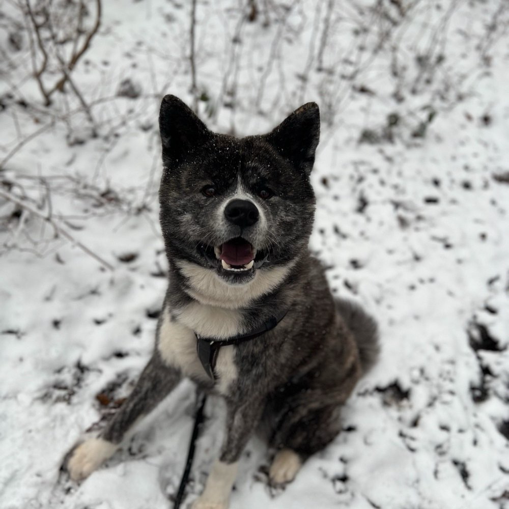 Hundetreffen-Trainingsbuddy gesucht!-Profilbild