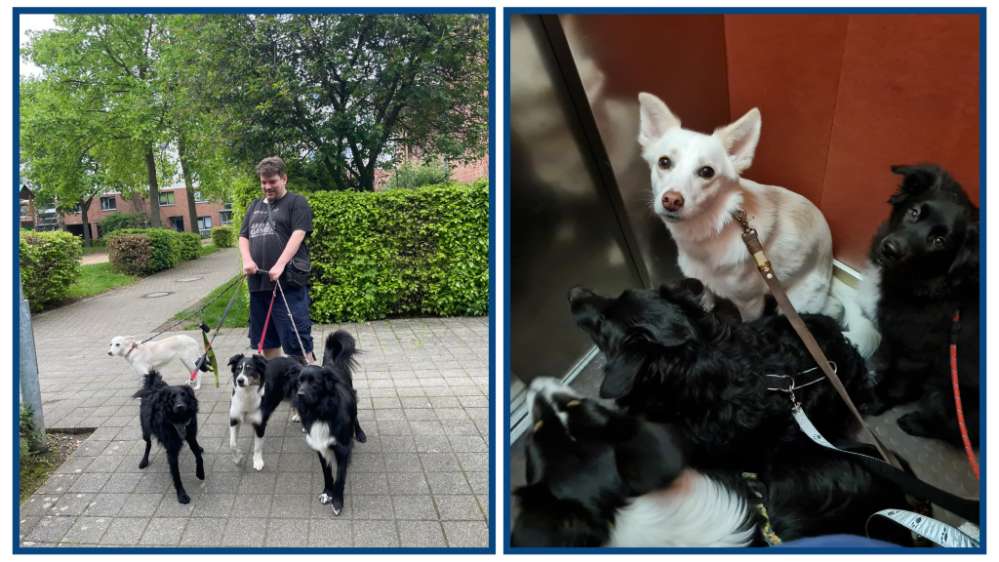 Hundetreffen-Köln weiden Hundenachbarn-Profilbild