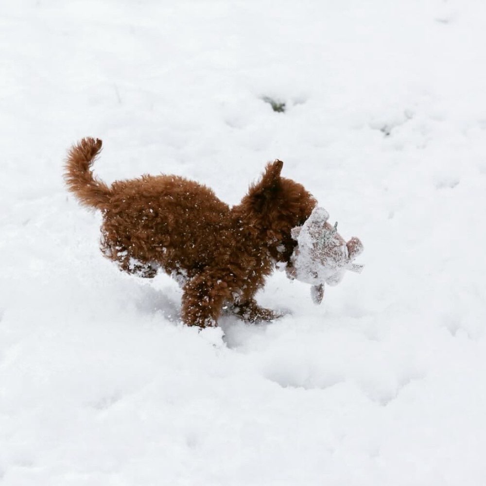 Hundetreffen-Kleine Welpen treffen in Buchholz und Umgebung-Profilbild