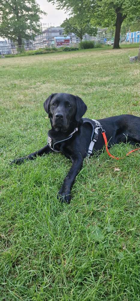 Hundetreffen-Sozial walk-Profilbild