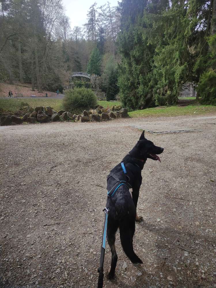 Hundetreffen-Canicross/ Dogscooter Trainings Buddy gesucht-Profilbild