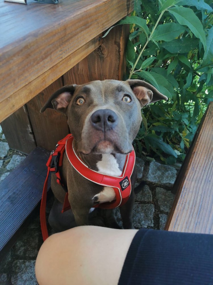 Hundetreffen-Spielfreund & Trainingspartner-Profilbild