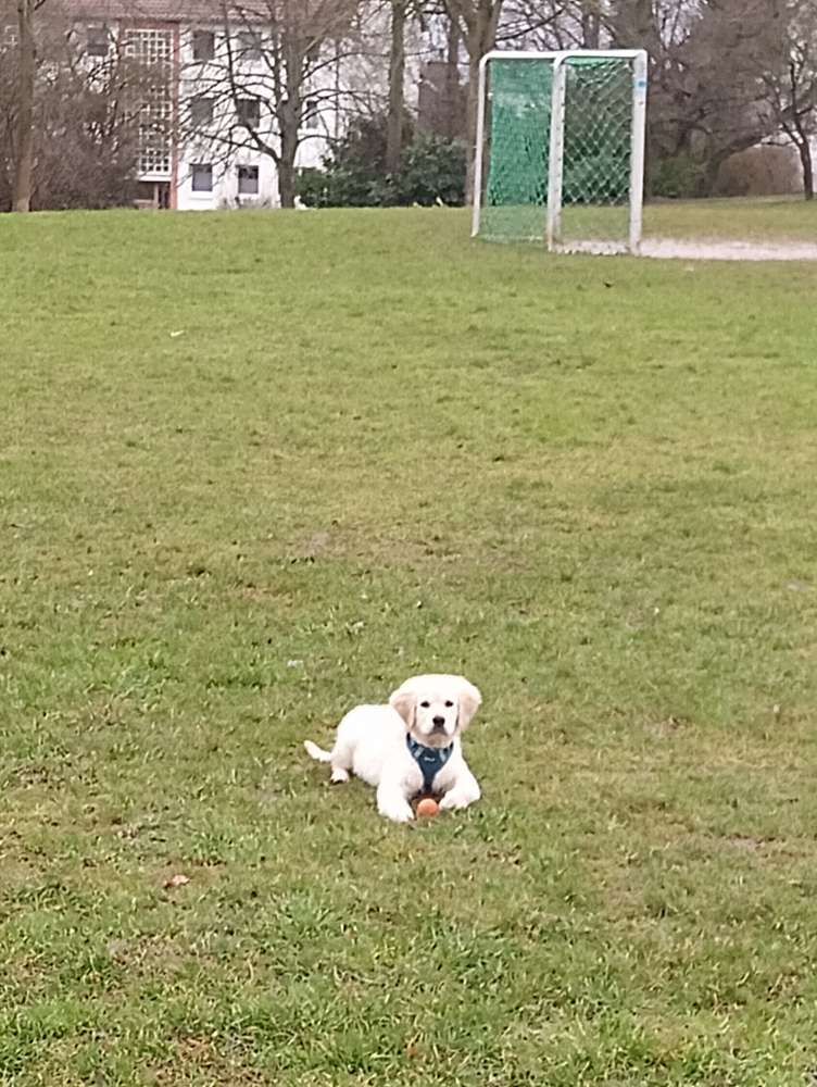 Hundetreffen-Jemand Lust auf ein Welpentreffen?-Profilbild