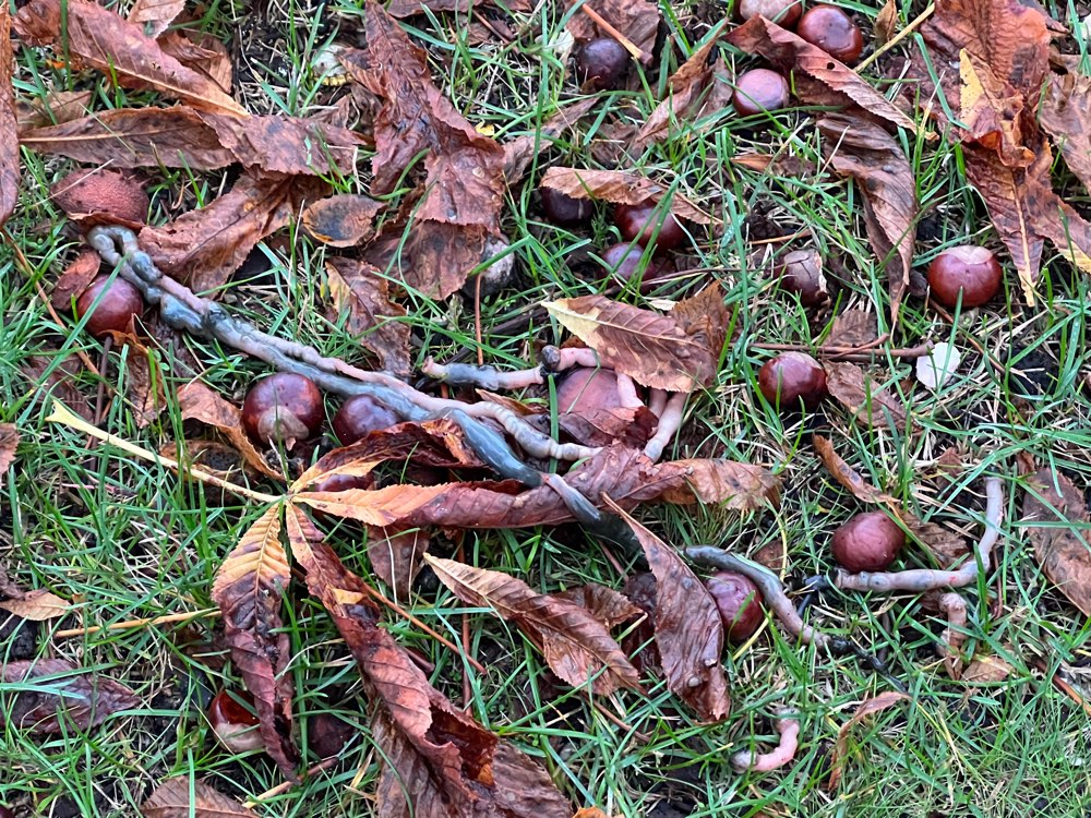 Giftköder-Bandwurm - Branitzer Platz-Profilbild