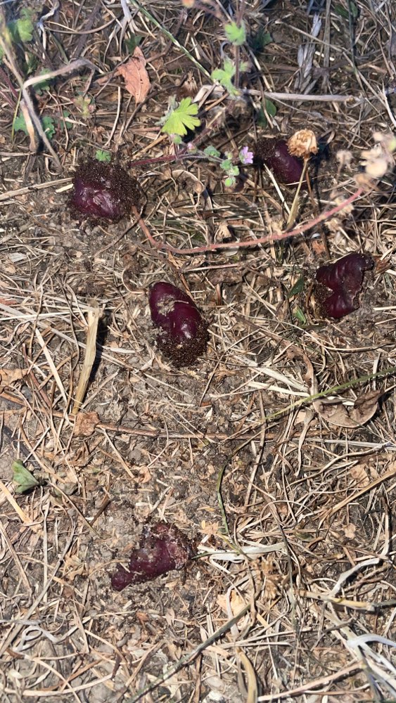 Giftköder-Möglicher Giftköder-Profilbild