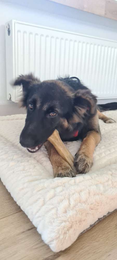 Hundetreffen-Junghund Training-Profilbild