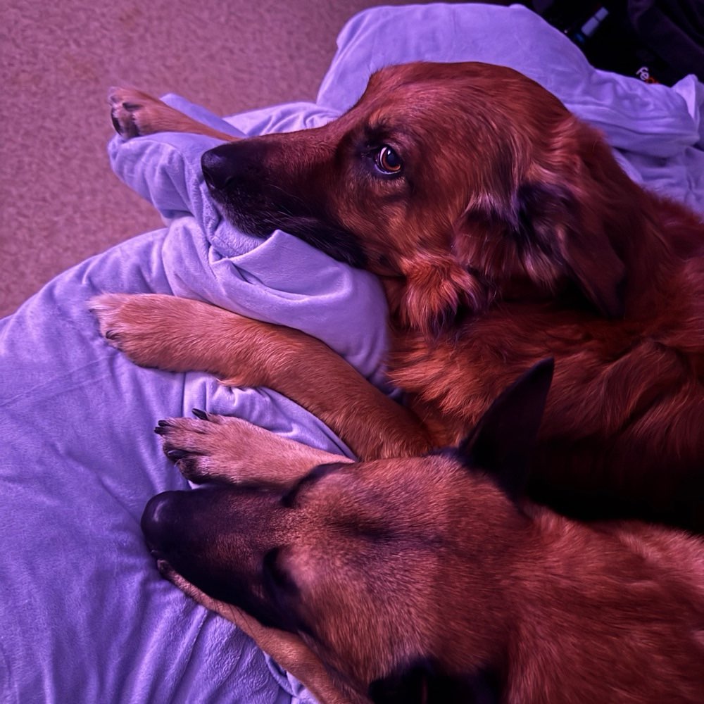 Hundetreffen-Hundefreund/in kennenlernen und zsm trainieren-Profilbild