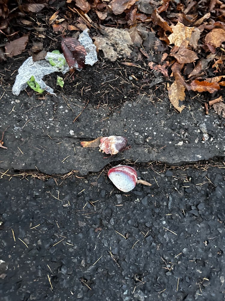 Giftköder-Vorsicht Fleischstücke-Profilbild