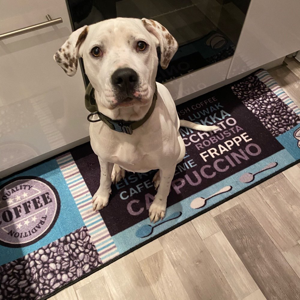 Hundetreffen-Spielen-Profilbild