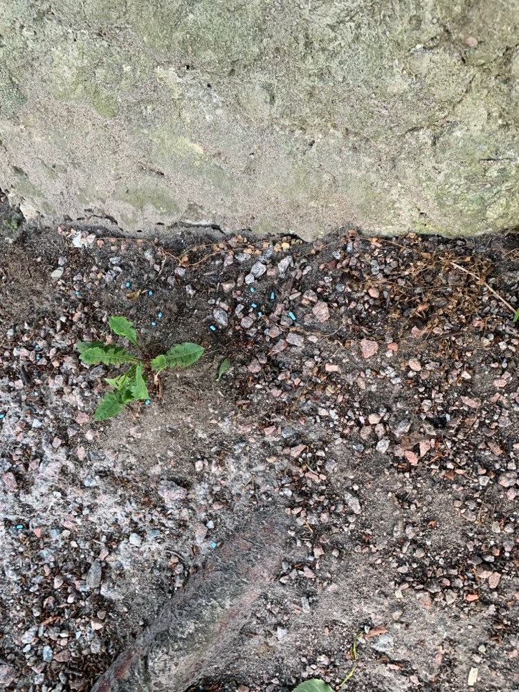 Giftköder-Rattengift/Blaukorn ausgestreut-Profilbild