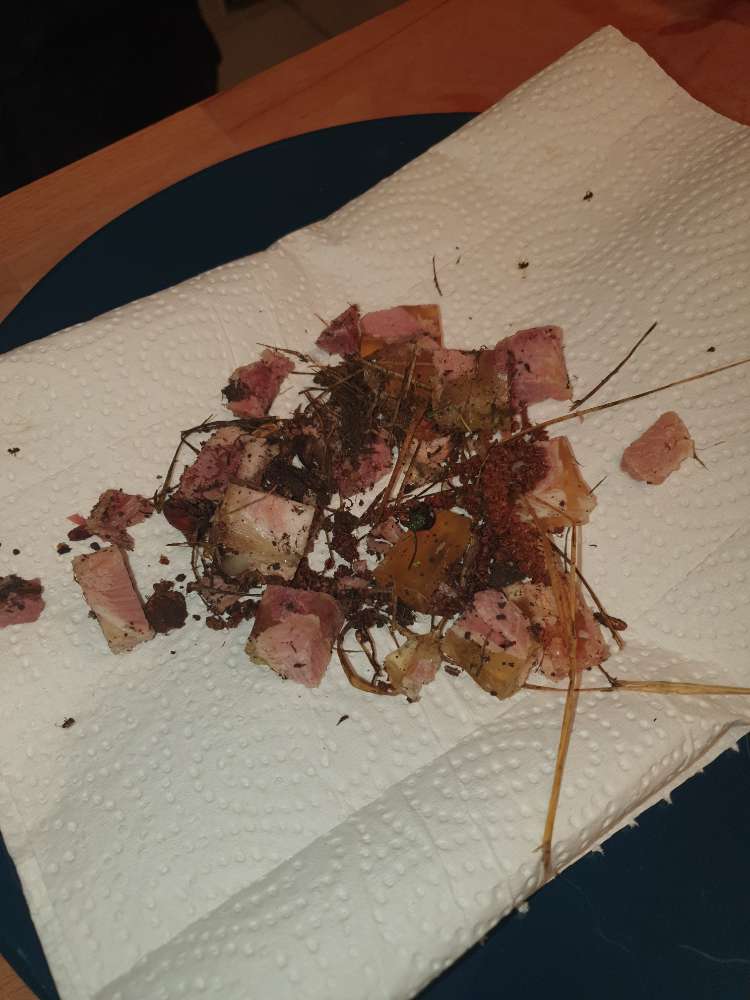 Giftköder-Fleischstücke (vll Giftköder)-Profilbild