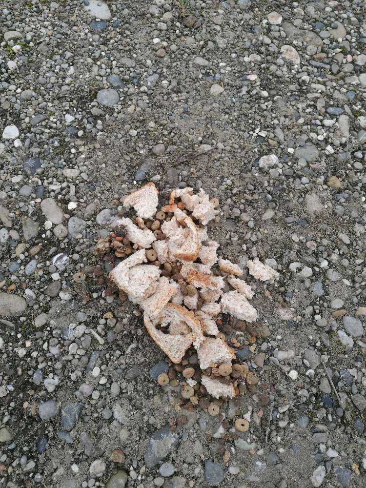 Giftköder-Achtung - evtl. Giftköder-Profilbild