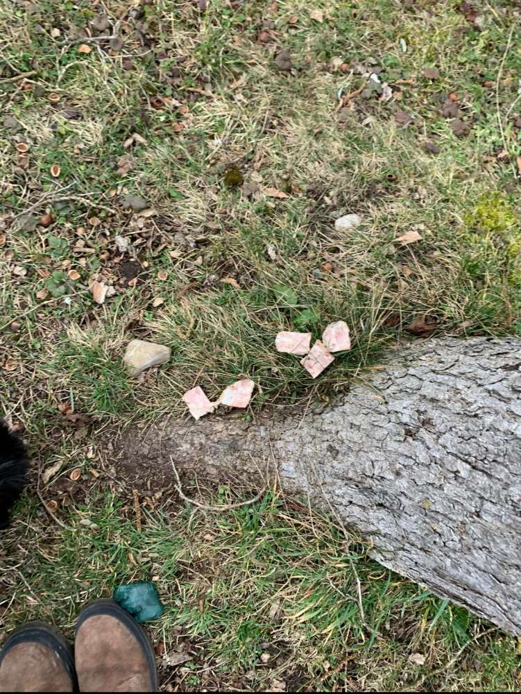 Giftköder-Giftköder-Profilbild