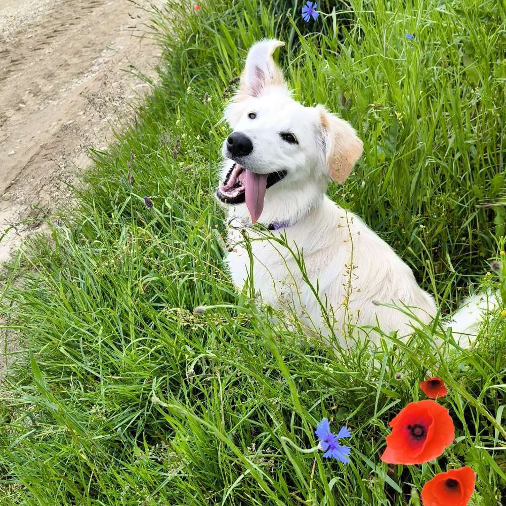 Hundetreffen-Gassi gehen/Spieltreffen-Profilbild